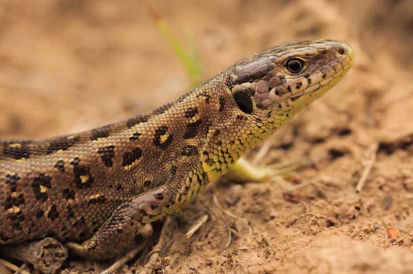 Zauneidechse (Lacerta agilis)