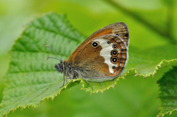 Weißbindiges Wiesenvögelchen (Coenonympha arcania) 