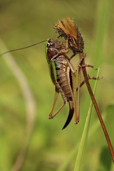 Kurzflügelige Beißschrecke (Metrioptera brachyptera)
