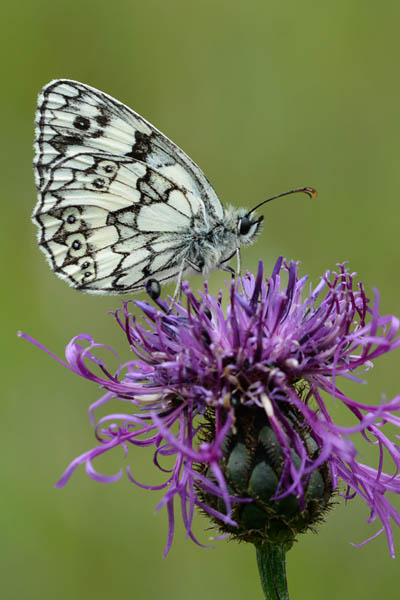 Schachbrettfalter (Melanargia galathea)