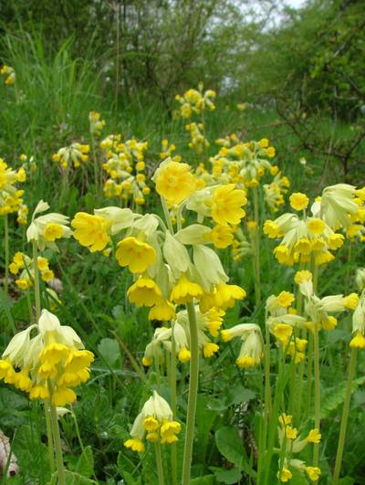 Echte Schlüsselblume (Primula veris)