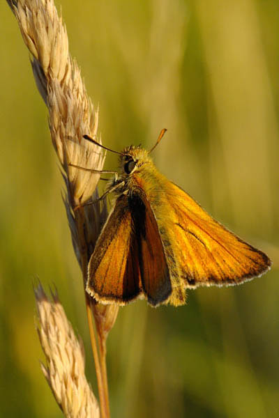 Braunkolbiger-Braun-Dickkopffalter (Thymelicus sylvestris)