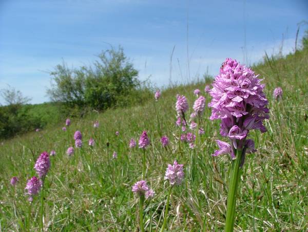 Orchideenreicher Kalkmagerrasen